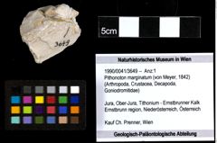 Foto (Objekt + Etiketten) von Pithonoton marginatum (von Meyer, 1842) 